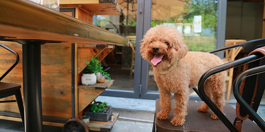 Strategies for Restaurants Wishing to Attract Pet-Owning Customers Banner