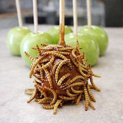 Maggot Carmel Apple